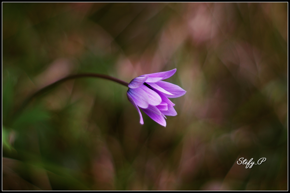 Magic life of flowers/Magica vita dei fiori