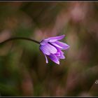 Magic life of flowers/Magica vita dei fiori