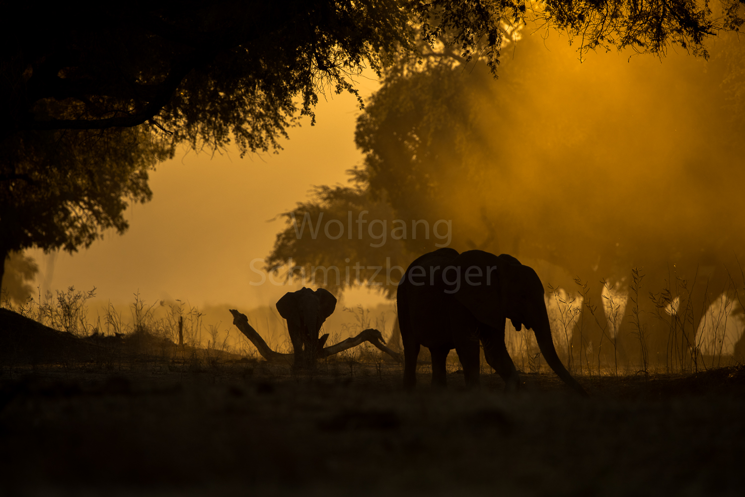 Magic Mana Pools Light