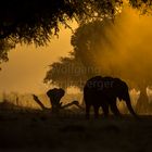 Magic Mana Pools Light