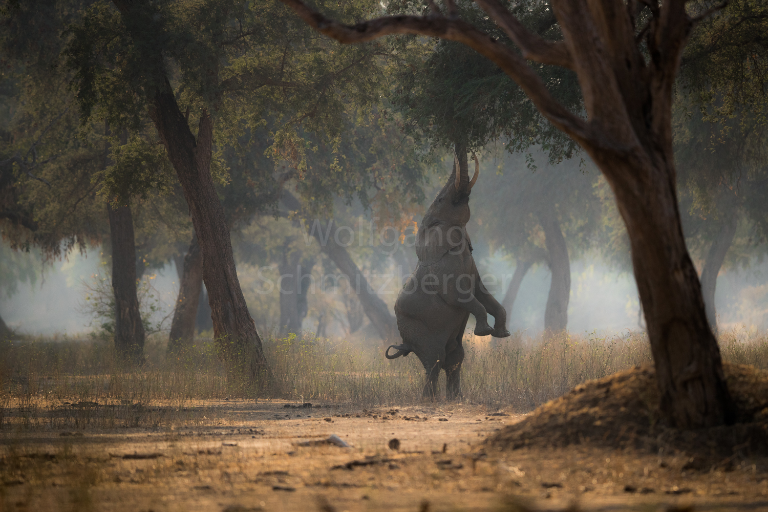 Magic Mana Pools NP, Zimbabwe