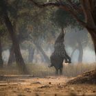 Magic Mana Pools NP, Zimbabwe