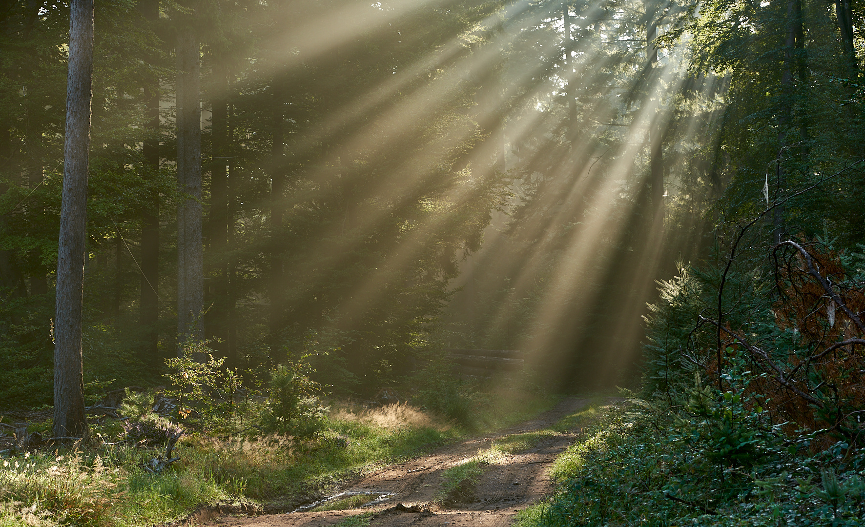 Magic Moment bei tropischer Luft im Pfälzerwald am Freitagmorgen um 8 Uhr, 100 % ..