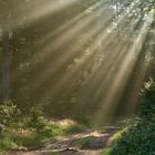 Magic Moment bei tropischer Luft im Pfälzerwald am Freitagmorgen um 8 Uhr, 100 % ..