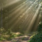 Magic Moment bei tropischer Luft im Pfälzerwald am Freitagmorgen um 8 Uhr, 100 % ..