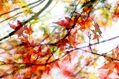 Magic-Moments, der Herbst ist bunt