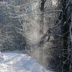 "Magic Moments im Winterwald 2024" 3