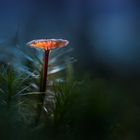 Magic Mushroom 2