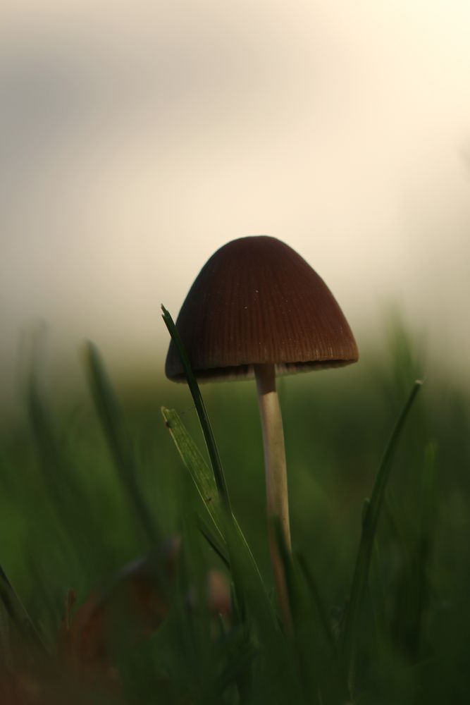 Magic Mushroom