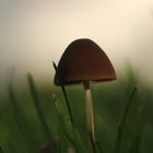 Magic Mushroom