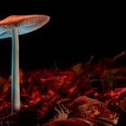 Magic Mushroom