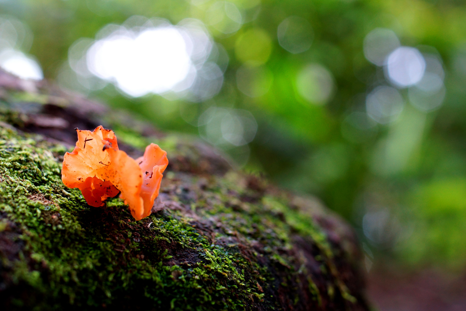 Magic Mushroom