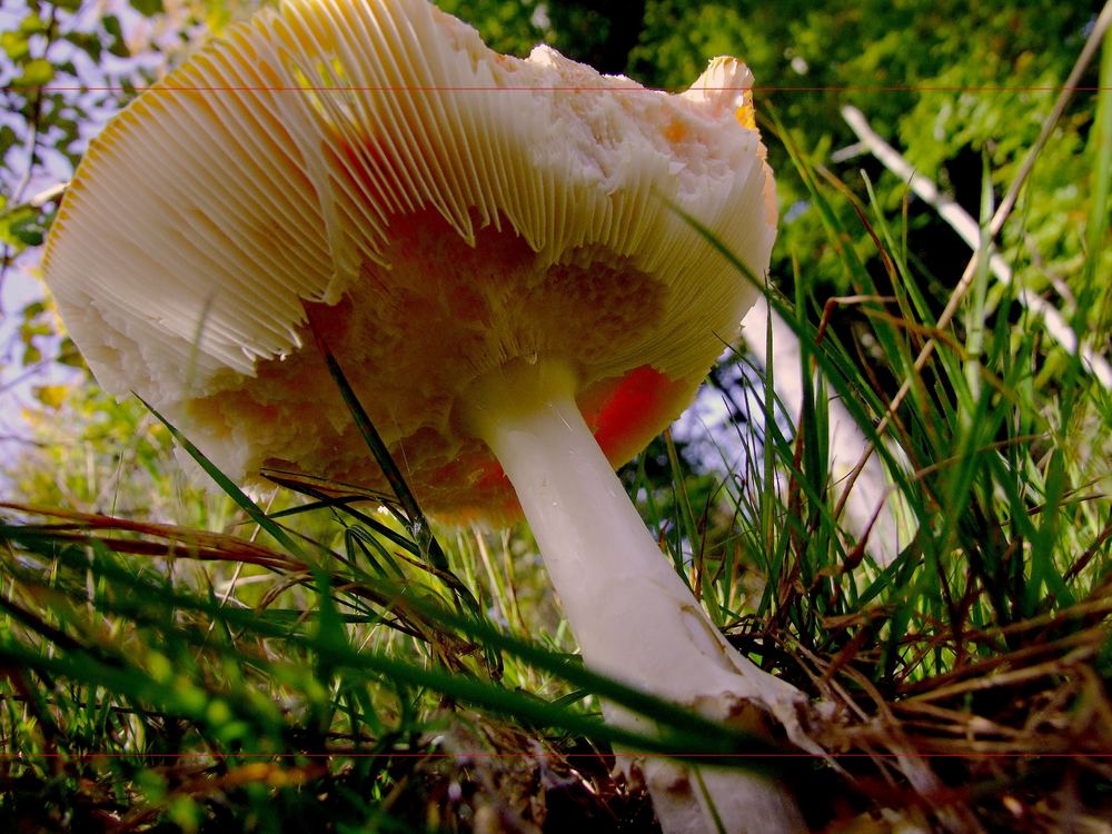 Magic Mushroom...