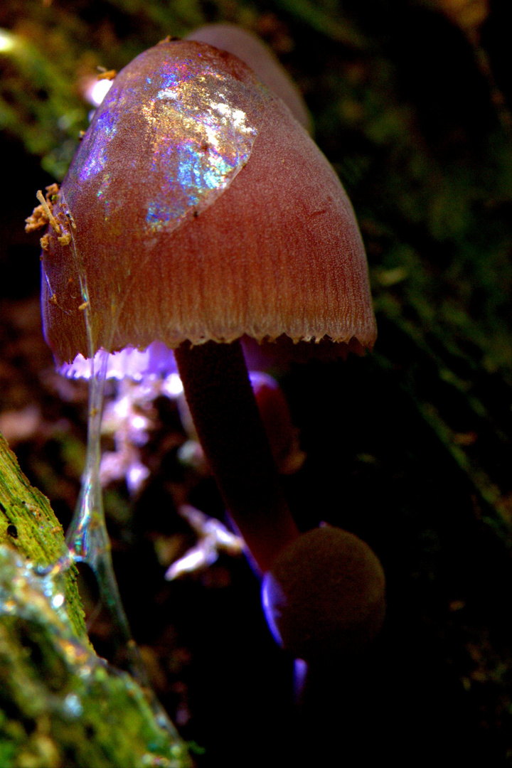 Magic Mushroom