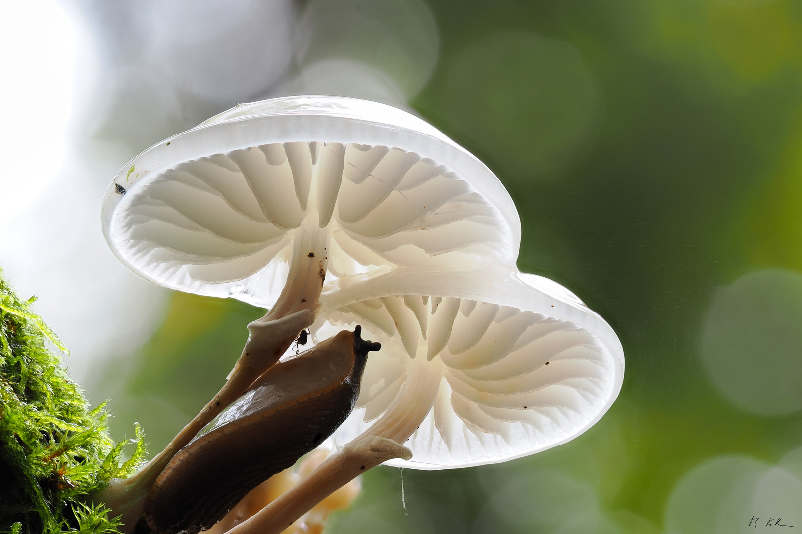 Magic Mushroom