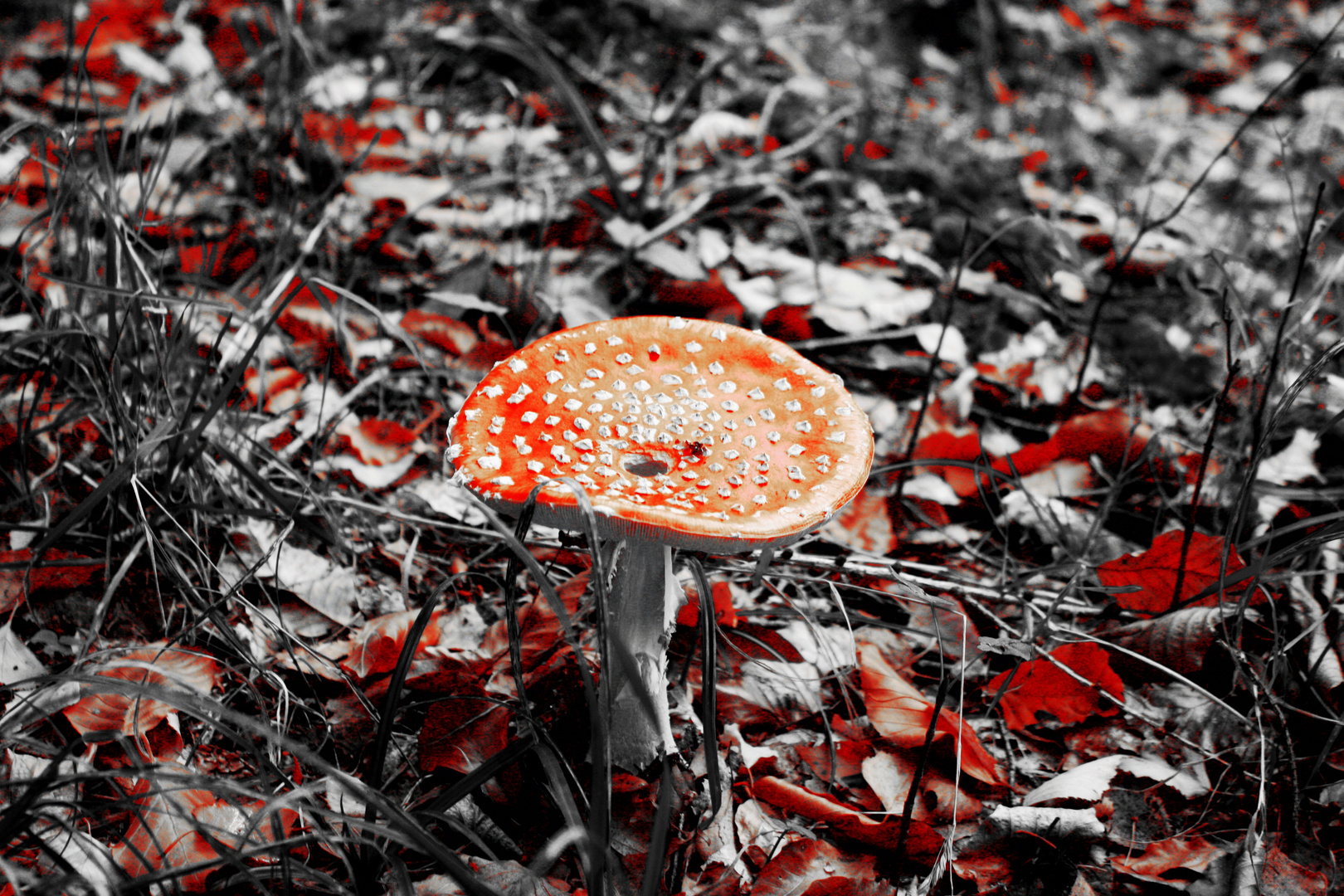 Magic mushroom