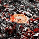 Magic mushroom