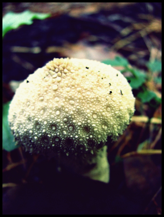 magic mushroom