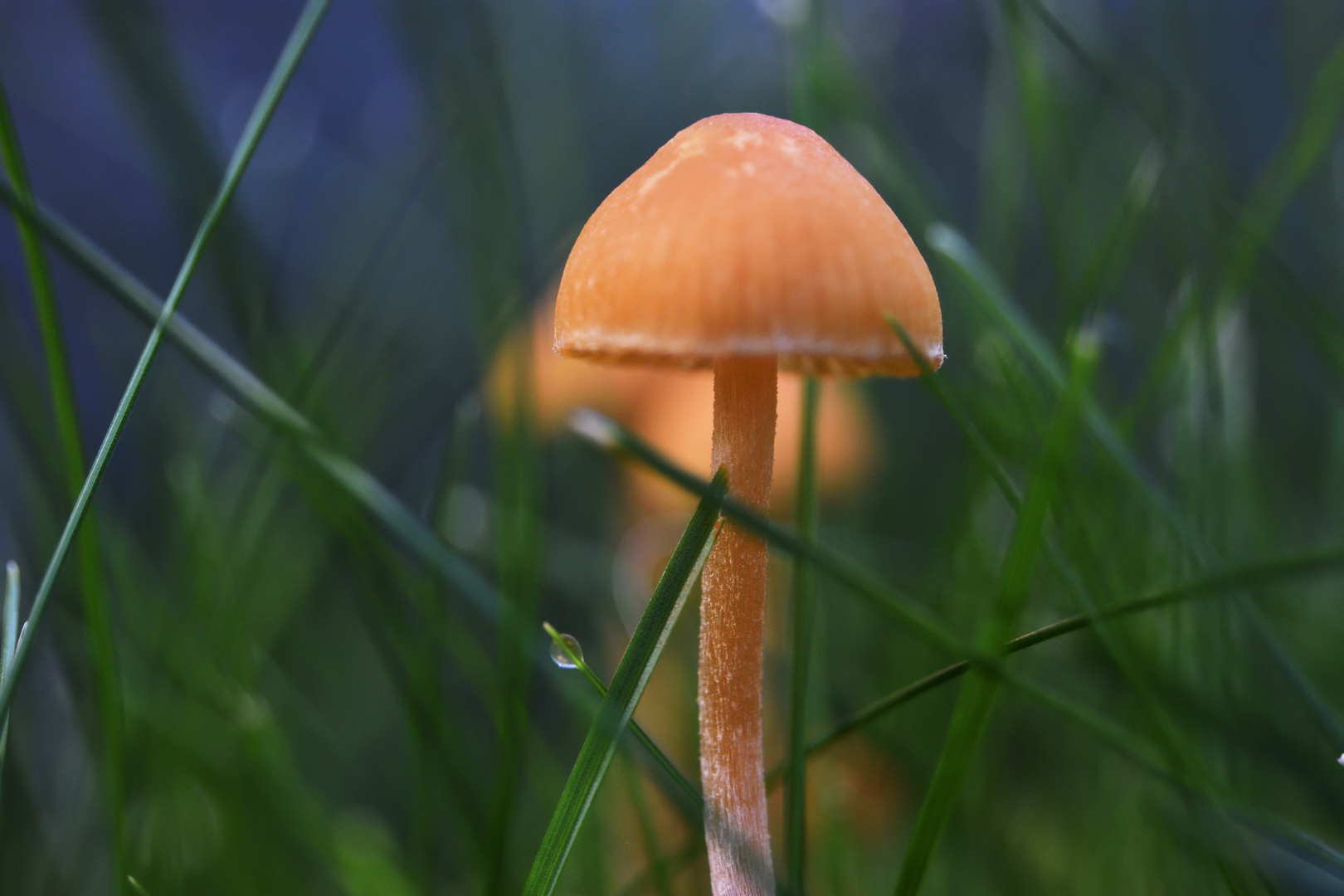 Magic Mushroom - es wird Herbst