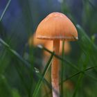 Magic Mushroom - es wird Herbst