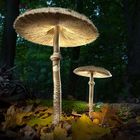 magic mushroom - lightpainting