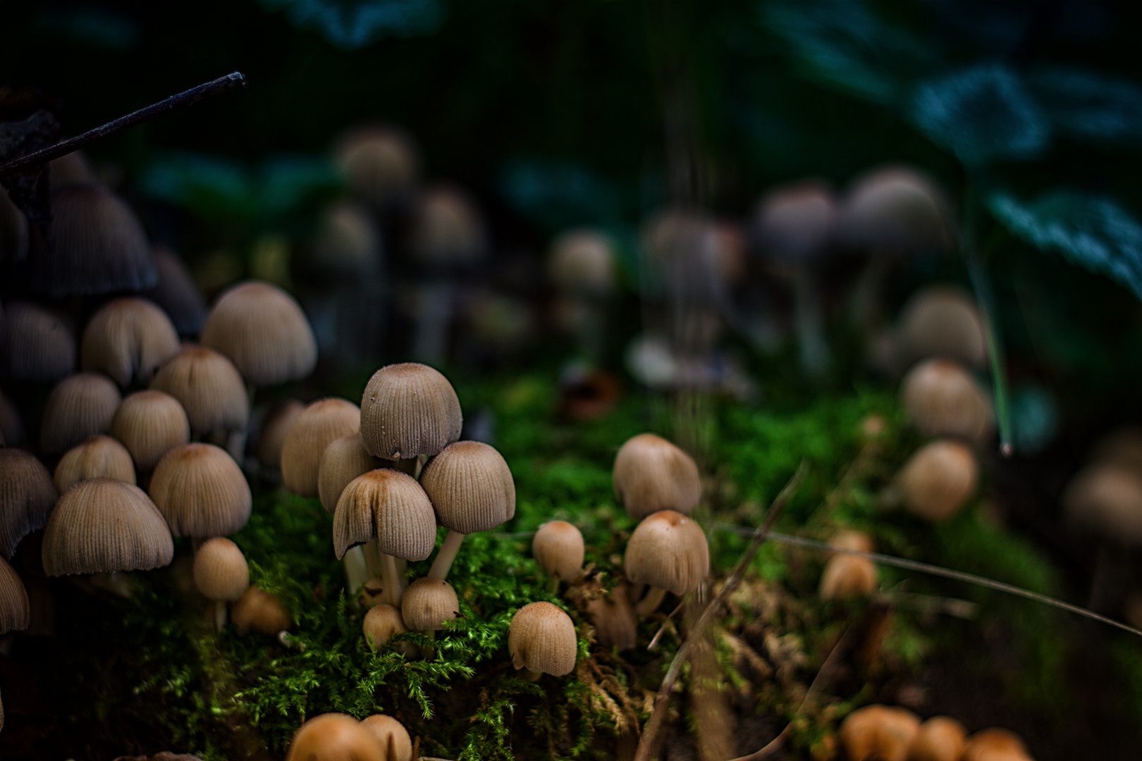 magic mushrooms