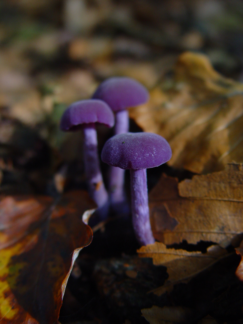 Magic Mushrooms???