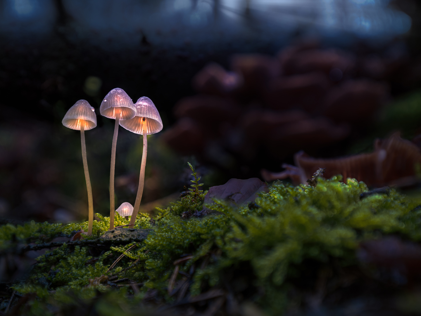 Magic Mushrooms