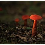 Magic Mushrooms #2