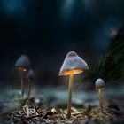 Magic Mushrooms 3