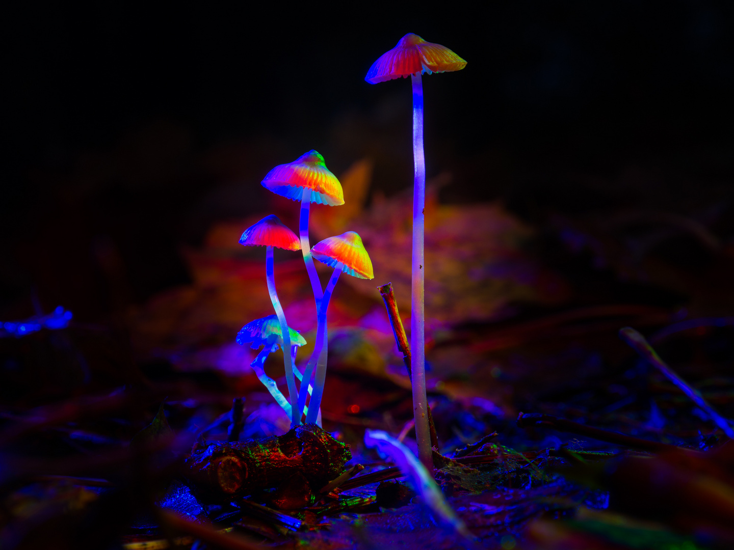 Magic Mushrooms