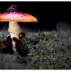 Magic Mushrooms #4