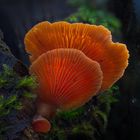 Magic Mushrooms 4