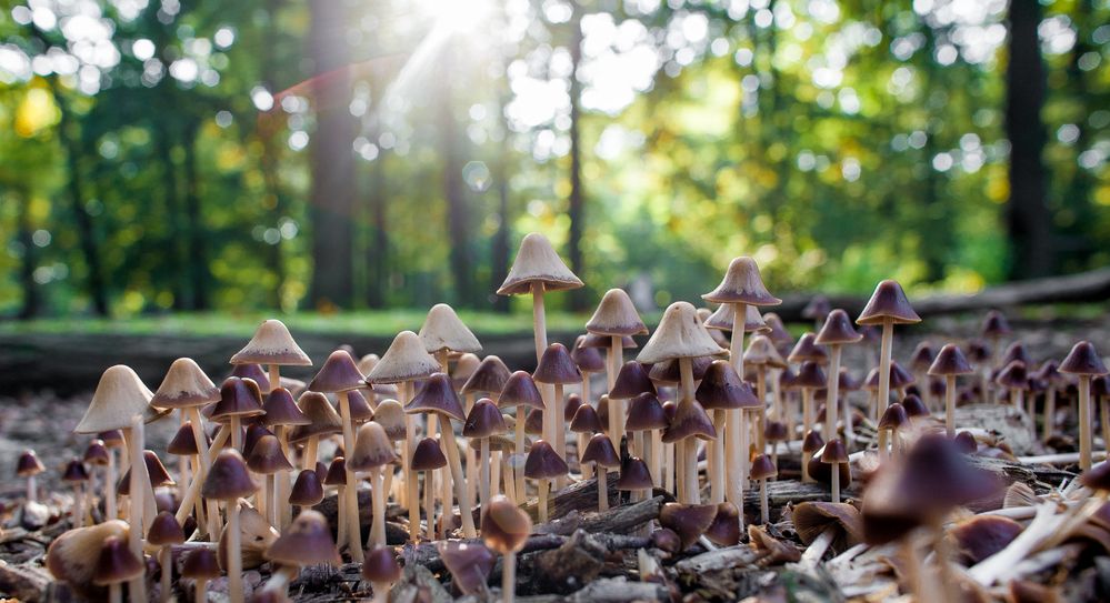 Magic Mushrooms...