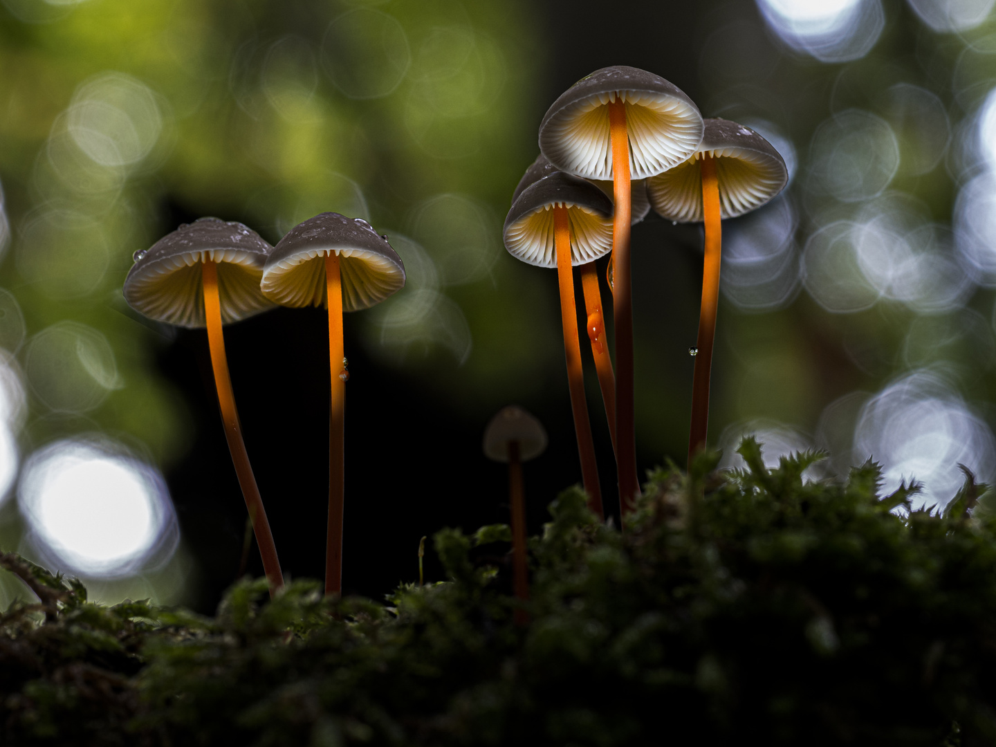 Magic Mushrooms