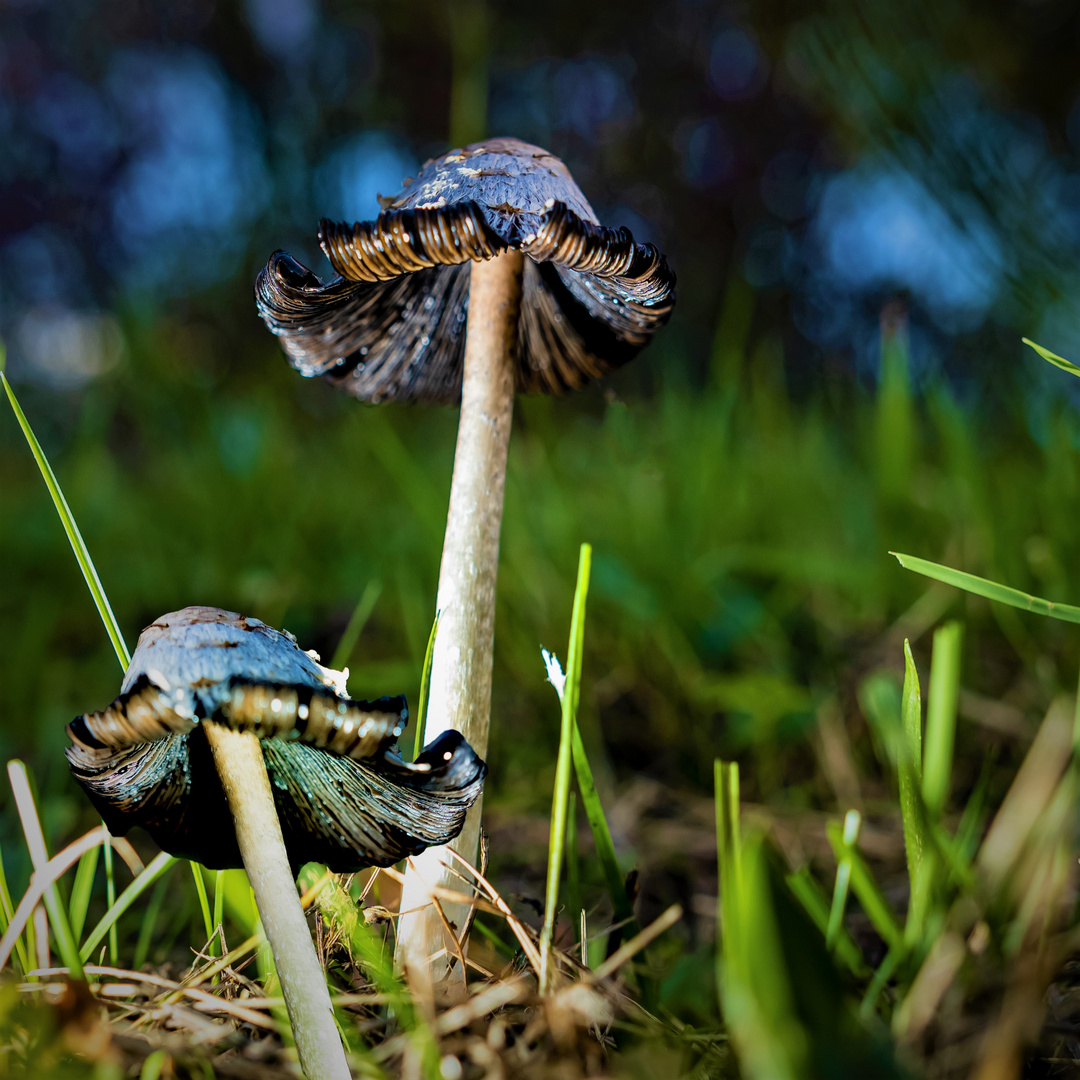 Magic Mushrooms