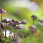 Magic mushrooms??
