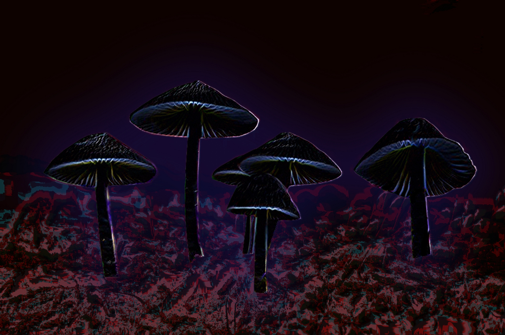 Magic Mushrooms