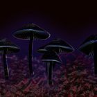 Magic Mushrooms