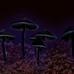 Magic Mushrooms