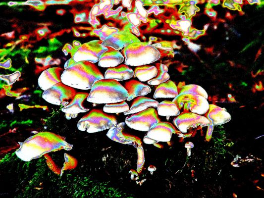 Magic mushrooms
