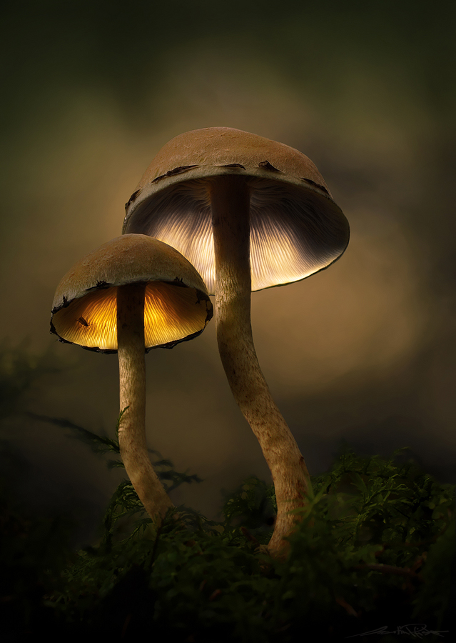 . : magic mushrooms : .