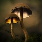 . : magic mushrooms : .