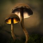 . : magic mushrooms : .