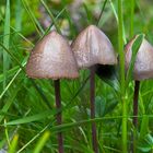Magic Mushrooms ?????