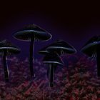 Magic Mushrooms! ~ V.2