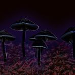 Magic Mushrooms! ~ V.2