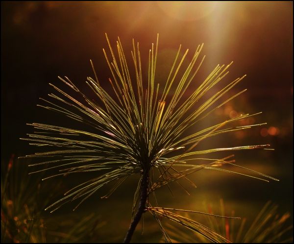 "Magic Needles"