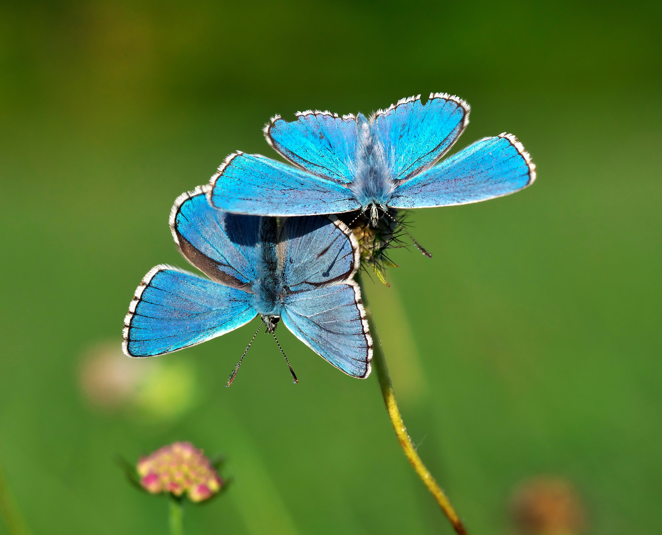 Magic of Blue