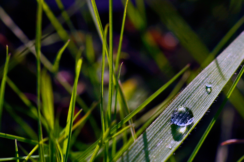 * Magic of Grassland *